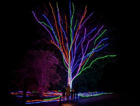 Christmas At Westonbirt